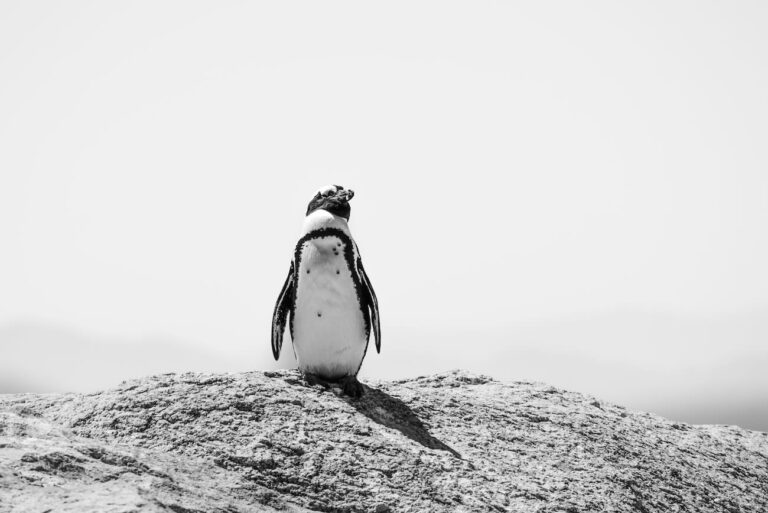 Penguins